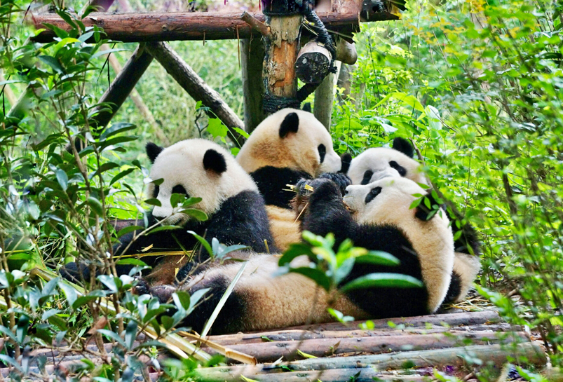 The Giant Panda in Chengdu Panda Base