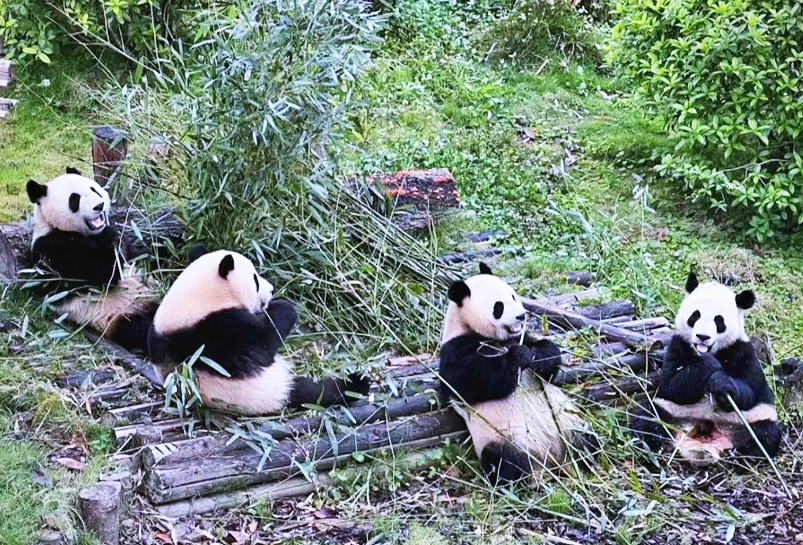 Visit Dujiangyan Panda Base