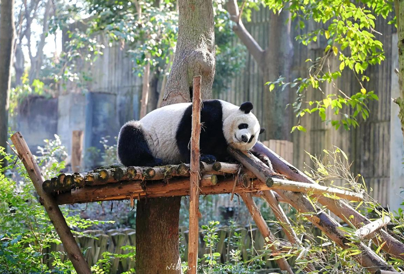 Chengdu Research Base of Giant Panda Breeding