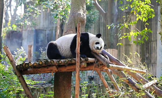 5 Days Chengdu, Jiuzhaigou & Huanglong Tour with Giant Panda Base Visit