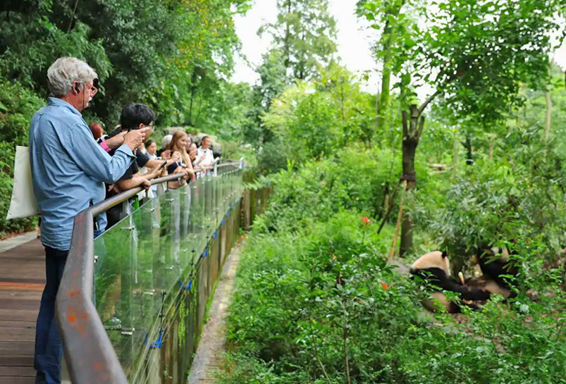 Visit Dujiangyan Panda Base