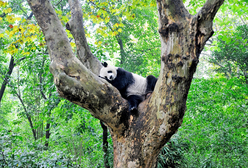 Visit the famous Giant Panda Base in Chengdu