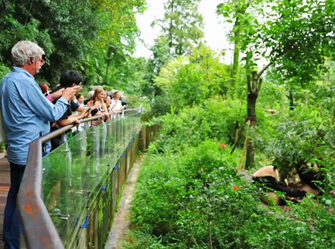 Visit Dujiangyan Panda Base