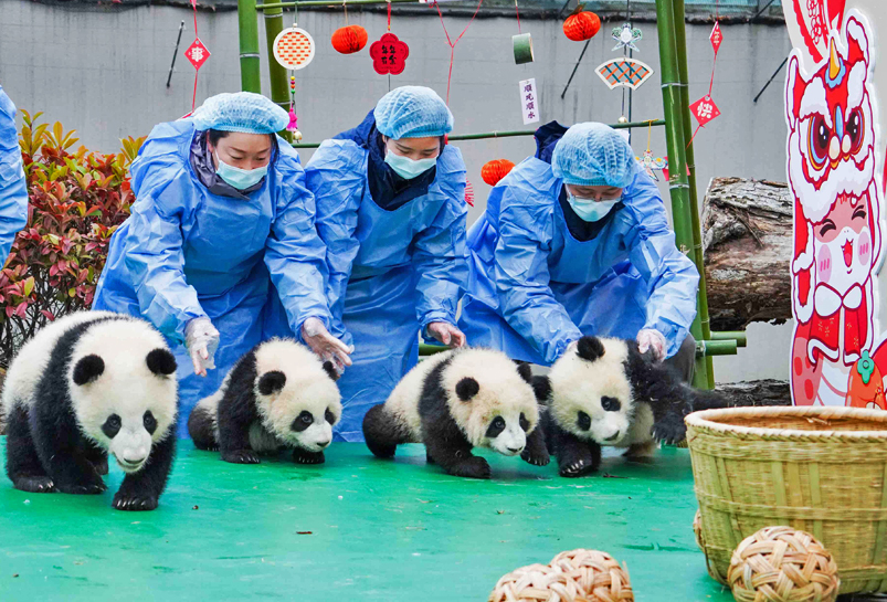 The Giant Panda in Chengdu Panda Base