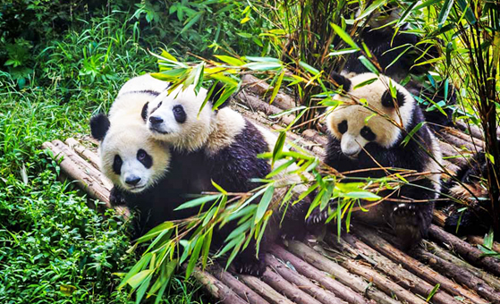 2 Days Chengdu Panda & City Highlights Tour Image