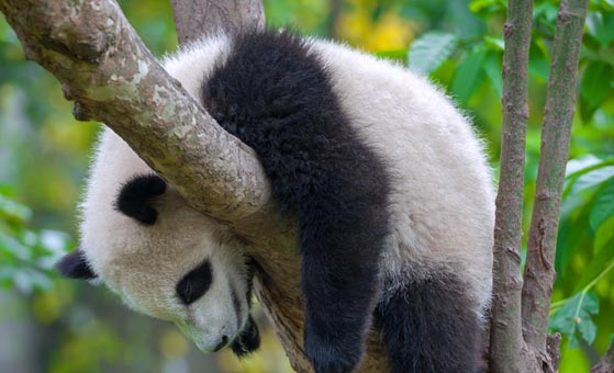 3 Days Malaysia Chengdu Panda Tour