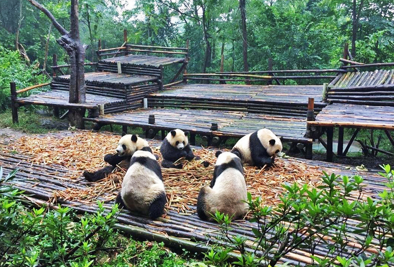 The Giant Panda in Chengdu Panda Base