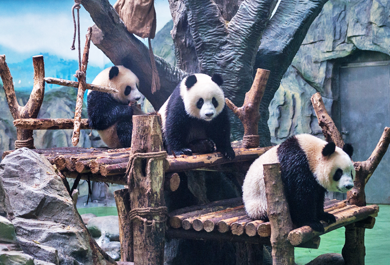 The Giant Panda in Chengdu Panda Base