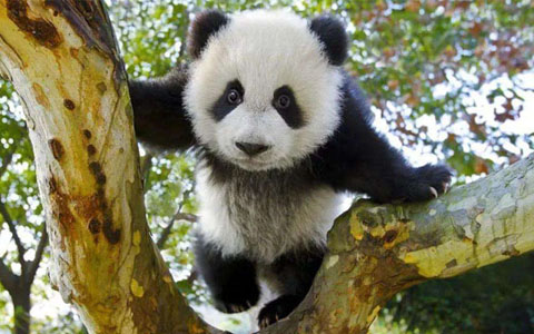 Can I See Pandas During Chengdu Airport Layover?