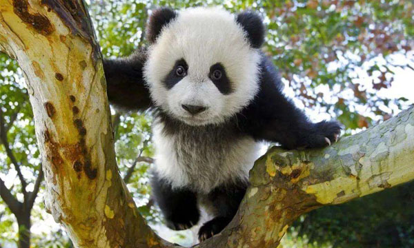 Visit panda in Chengdu Panda Breeding Center