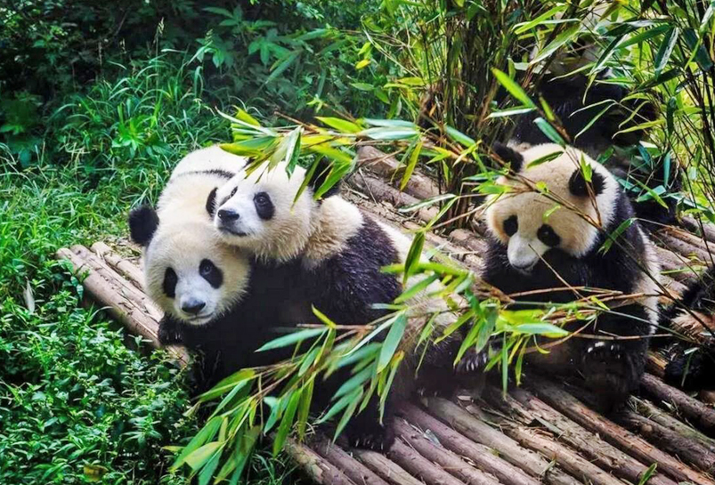 The Giant Panda in Chengdu Panda Base