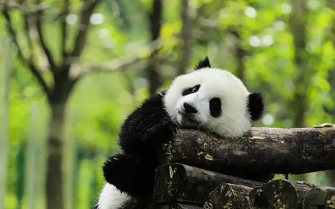 Sichuan Gaint Panda