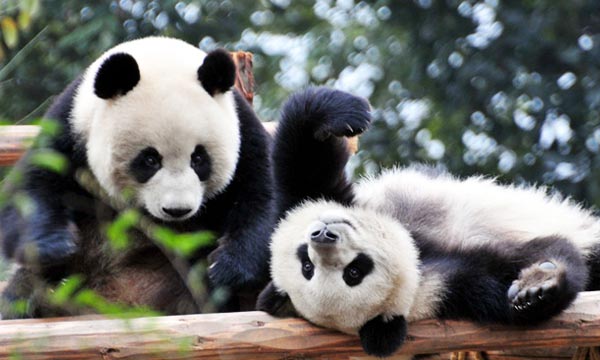 Chengdu Dujiangyan Panda Base