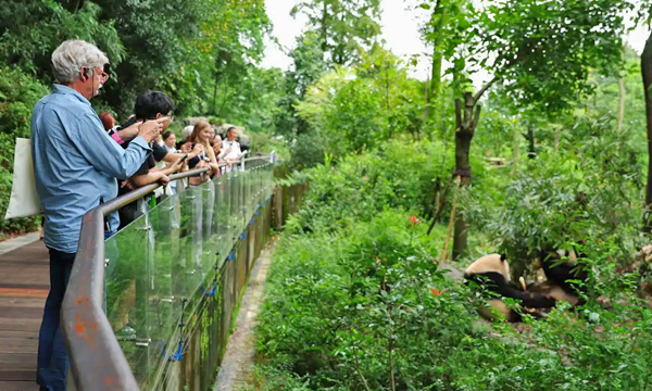 Visitors watching giant pandas at Dujiangyan Panda Base near Chengdu, Sichuan