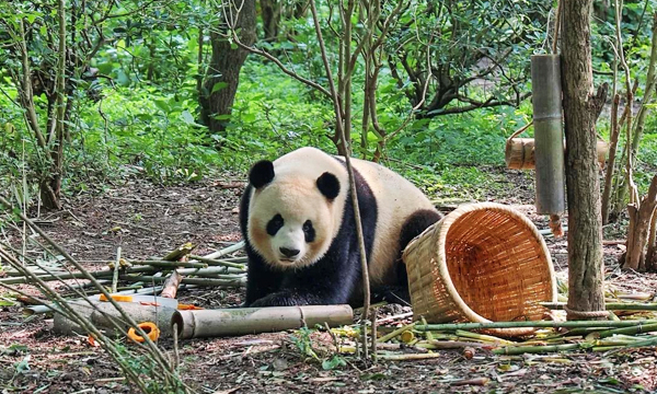 Hua Hua the giant panda at Chengdu Panda Base