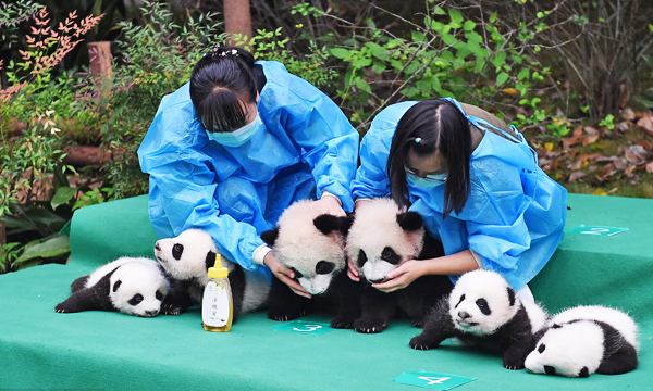Baby pandas being cared for at Chengdu Research Base of Giant Panda Breeding in Chengdu, China