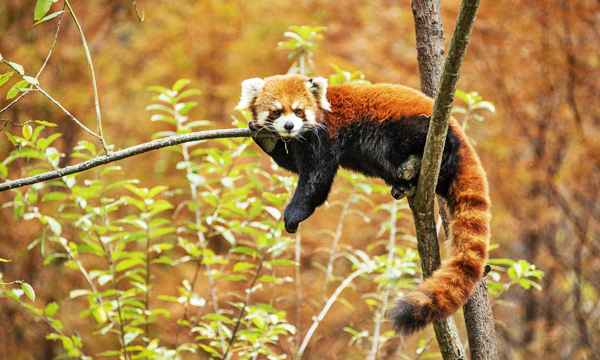 Red panda climbing a tree at Chengdu Panda Base in Sichuan, China