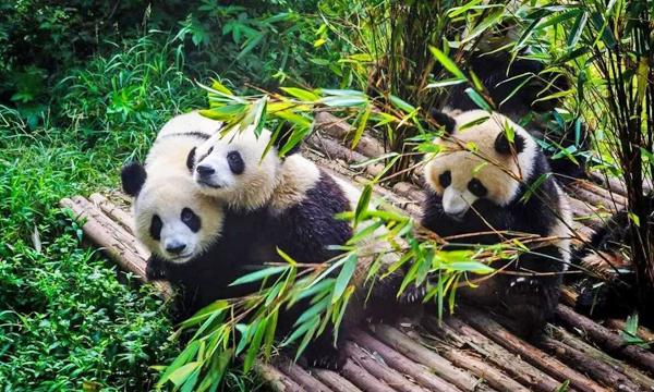 Giant pandas at the Chengdu Research Base of Giant Panda Breeding