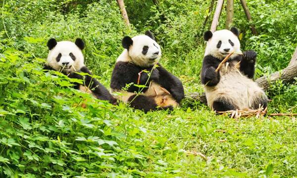 Giant pandas relaxing and eating bamboo in a natural habitat