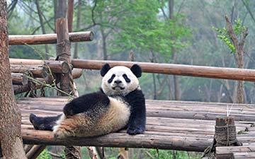 Dujiangyan Panda Base Giant Panda