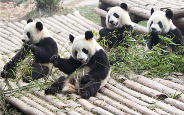 Dujiangyan Panda Base Giant Panda