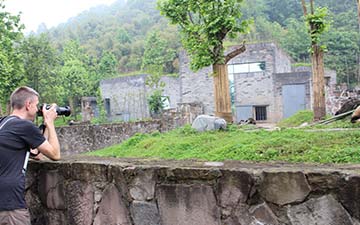 Take Photos in Dujiangyan Panda Base