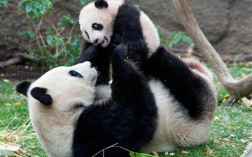 Dujiangyan Panda Base Giant Panda