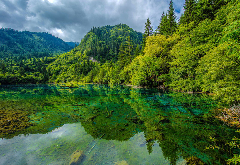 Lush Forests of Jiuzhaigou Valley in summer