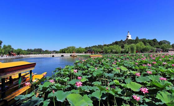 6 Days Beijing Great Wall Culture Tour and Chengdu Panda Volunteer Tour