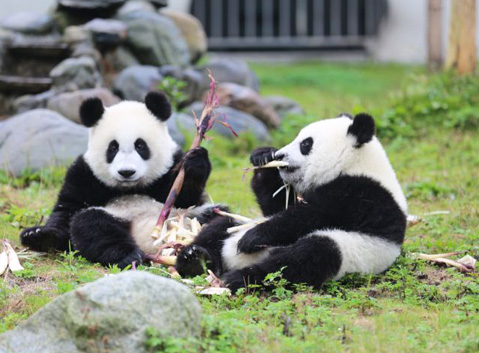 Chengdu Research Base of Giant Panda Breeding