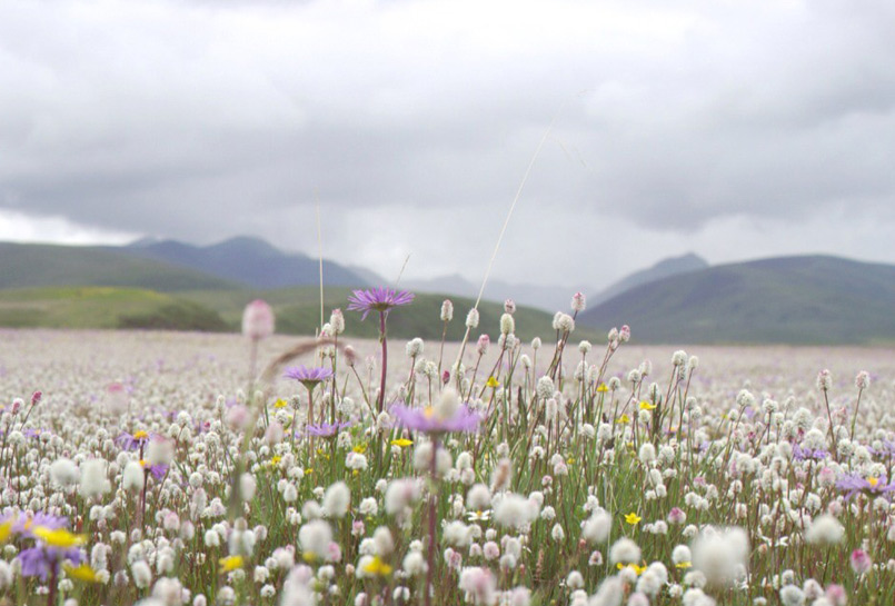 The Flowers of Ruoergai Grand Prairie