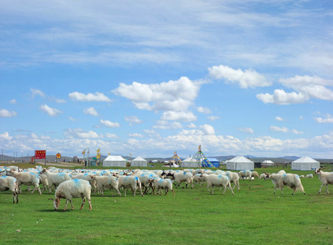 The Flock of Goats and Tents on Hongyuan Grassland