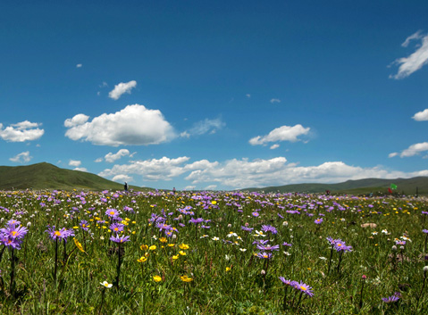 Wildflowers in Hongyuan Grassland