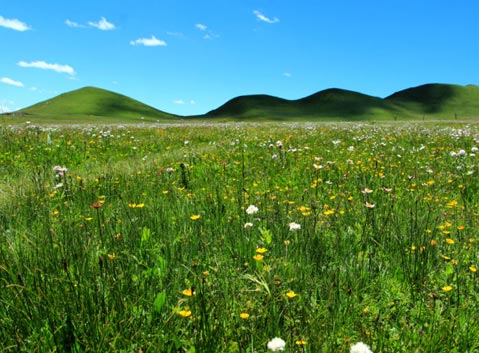 Tangke Grassland