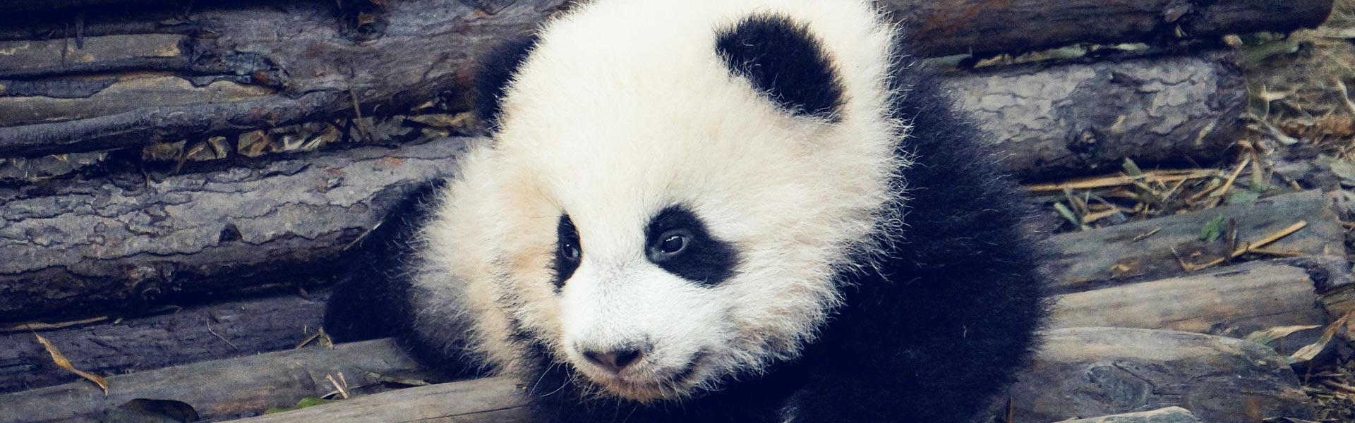 Chengdu Panda and Guanghan Sanxingdui Tour