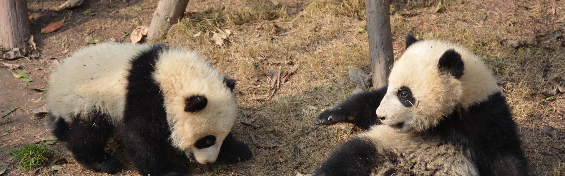 Leshan buddha and chengdu panda base