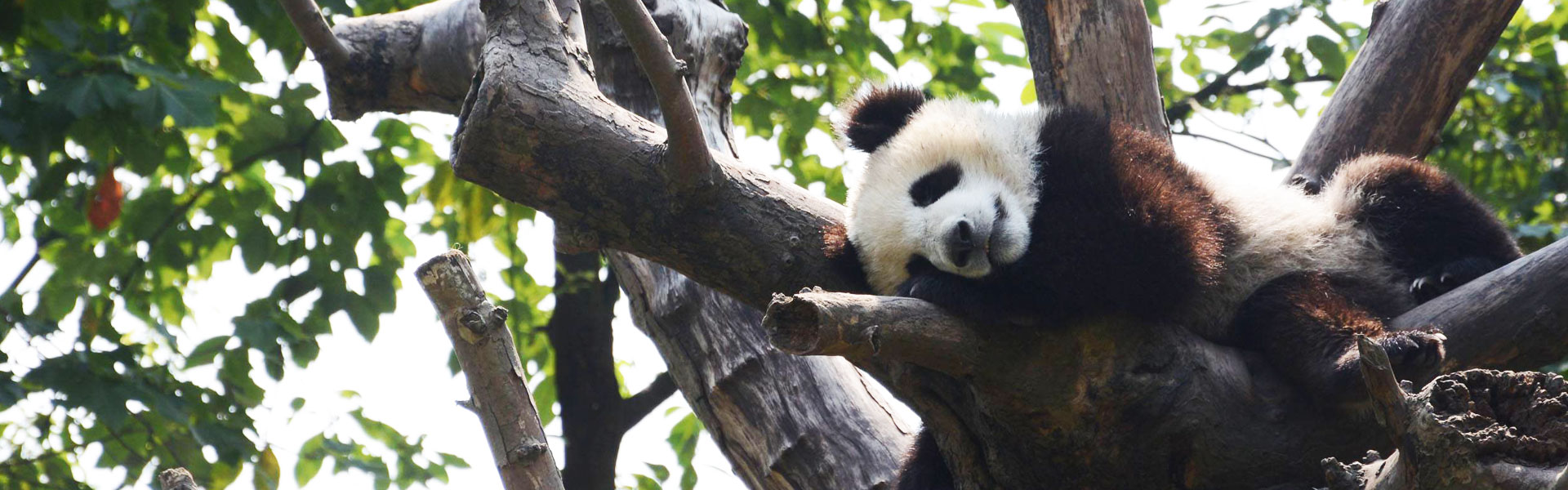 Dujiangyan Panda Base Volunteer Tour