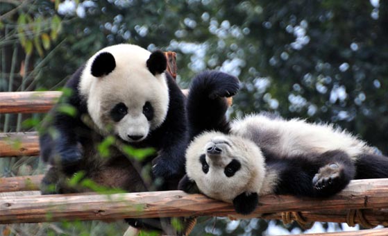 1 Day Chengdu Highlights Tour with Panda Base