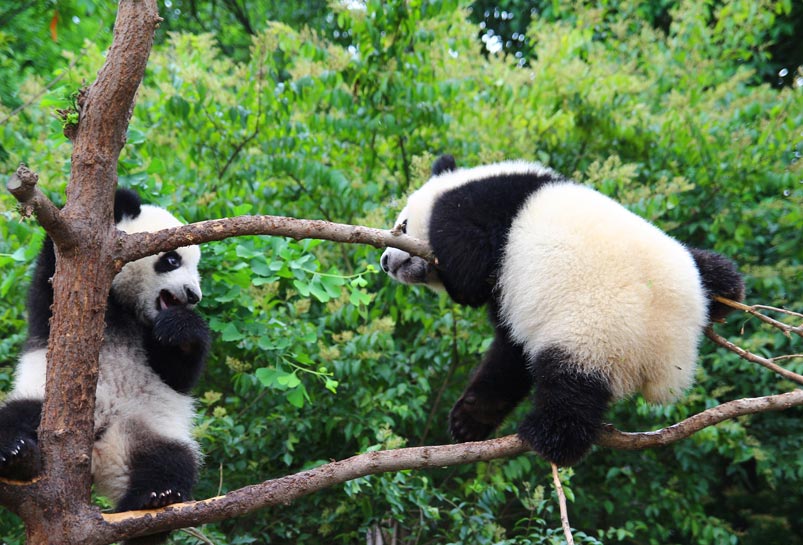 Giant Panda at Chengdu Panda Base
