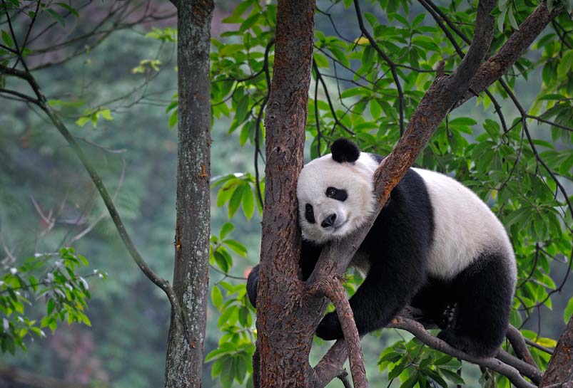 Panda at Bifengxia Panda Base