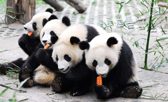 4 Days Malaysia Chengdu and Bifengxia Panda Volunteer Tour
