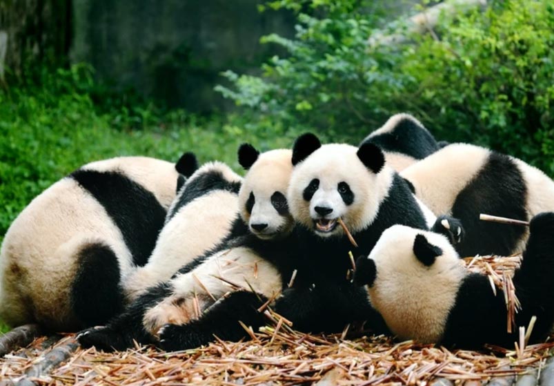 Cute Pandas at Chnegdu Panda Base