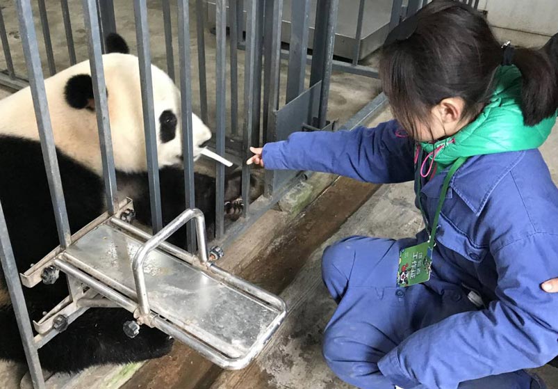 Feeding Panda at Dujiangyan Panda Base