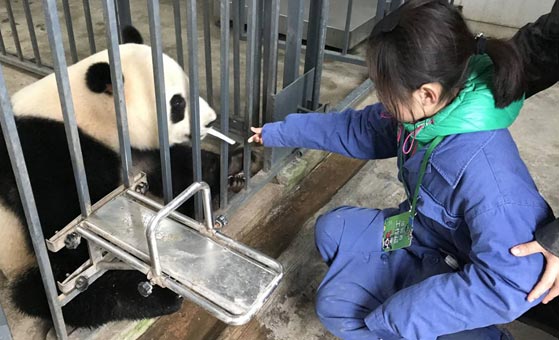 4 Days Malaysia Chengdu Panda and Dujiangyan Volunteer Tour