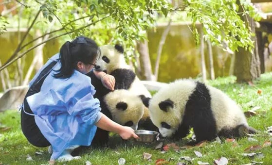 4 Days Singapore Chengdu Panda and Dujiangyan Volunteer Tour