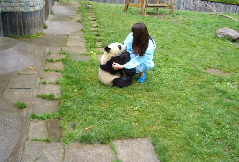 Volunteer at Wolong Panda Base