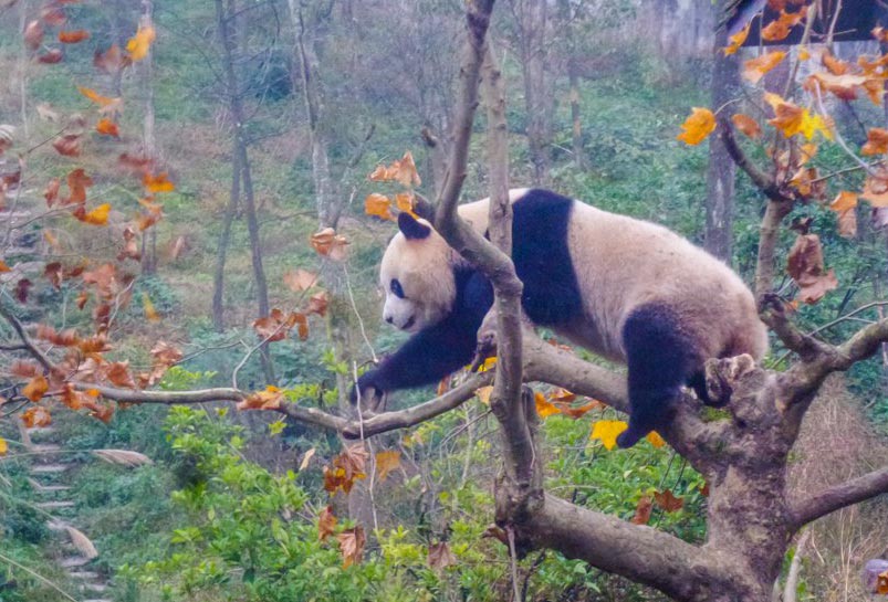 Panda at Bifengxia Panda Base