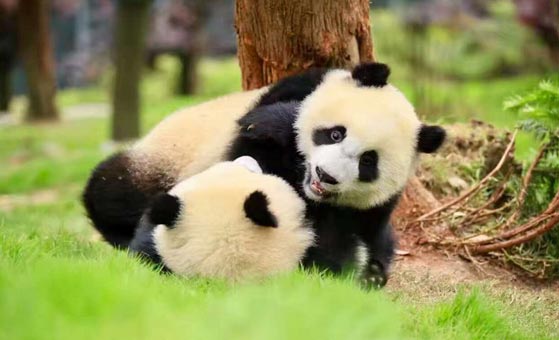 4 Days Singapore Chengdu and Bifengxia Panda Volunteer Tour