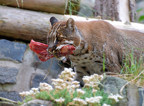 Asian Golden Cat
