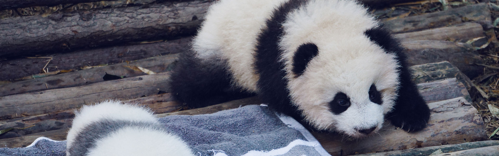 Baby Panda